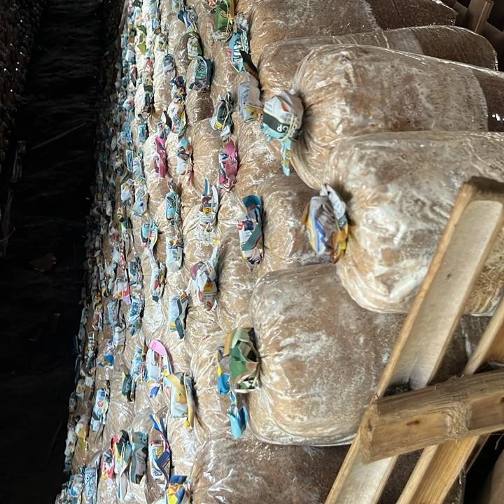 Pertumbuhan Miselium (±3 Minggu)